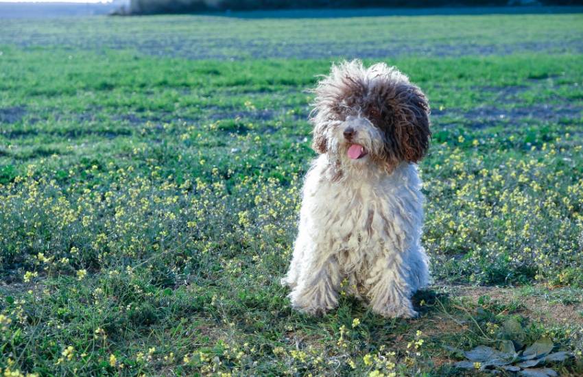 cuidados pelo perro de agua español 