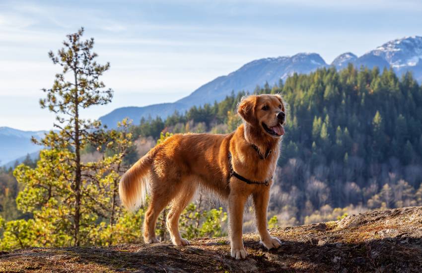 Dónde viajar con perros en España