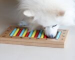 Los 10 mejores juegos de inteligencia para perros: mejora su destreza