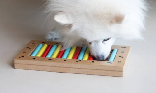 juegos de inteligencia para perros