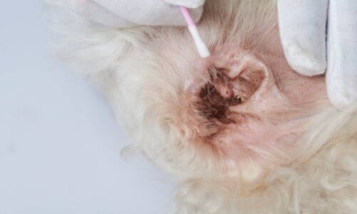 La otitis en perros de agua español: causas, síntomas y tratamiento