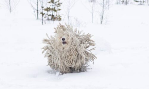 perro con rastas raza