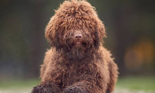 Conoce las ventajas de tener un perro de agua español hipoalergénico en tu hogar