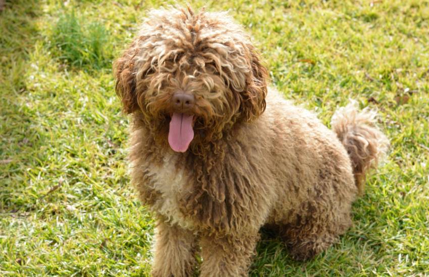 perros de agua del cantábrico características