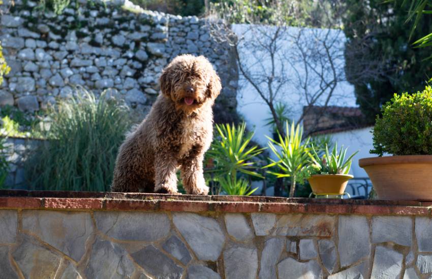 perros de agua del cantábrico cuidados