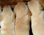 El destete de cachorros: ¿cuál es la edad adecuada y cómo hacerlo de manera efectiva