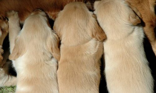 El destete de cachorros: ¿cuál es la edad adecuada y cómo hacerlo de manera efectiva