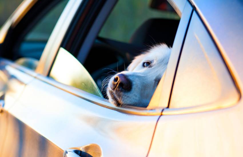 viajar con perro