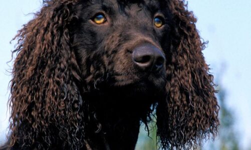 Perro de agua irlandés